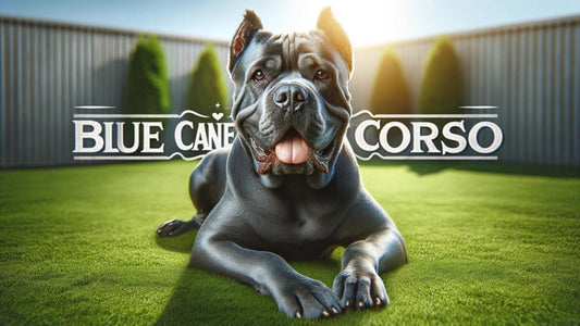 Blue Cane Corso