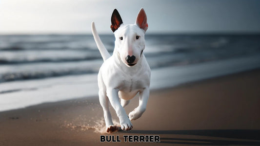 Bull Terrier