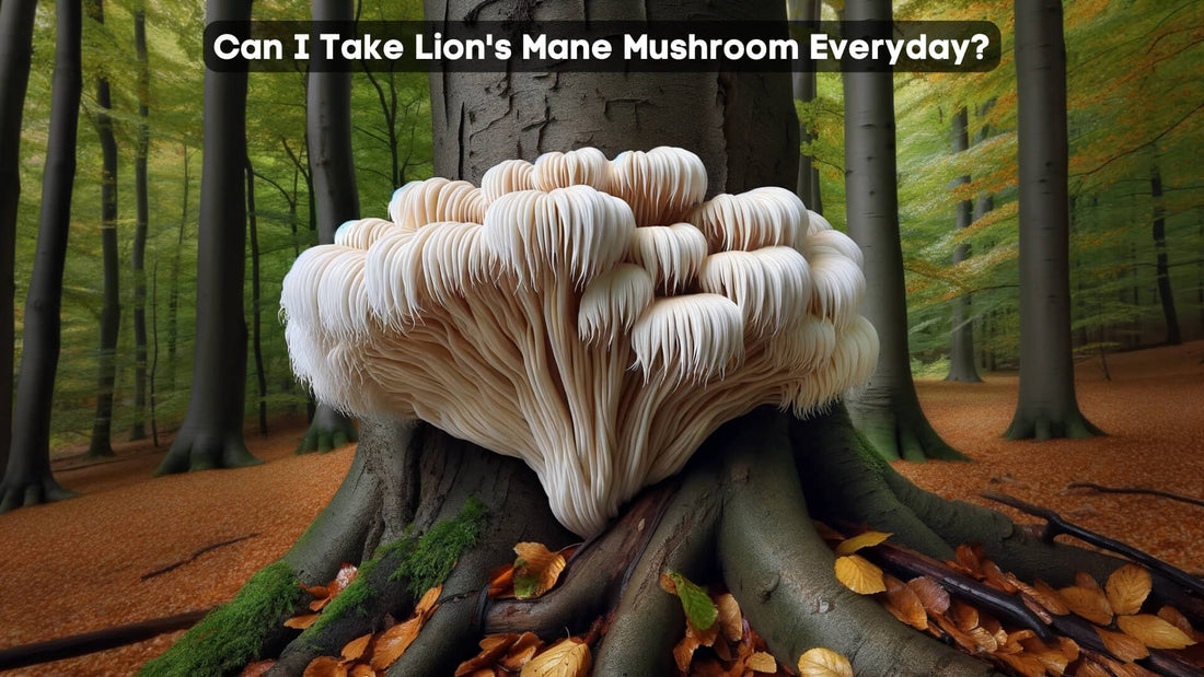 Can I Take Lion's Mane Everyday