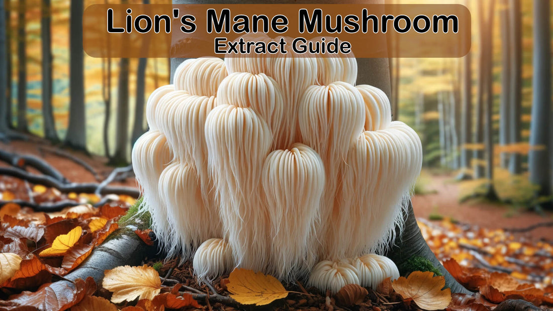 Lion's Mane Mushroom Extract
