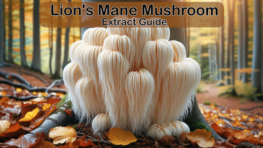 Lion's Mane Mushroom Extract