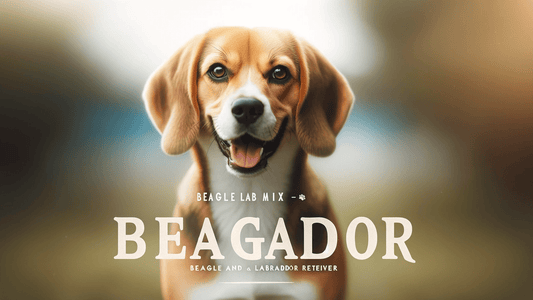 Beagle Lab Mix The Beagador