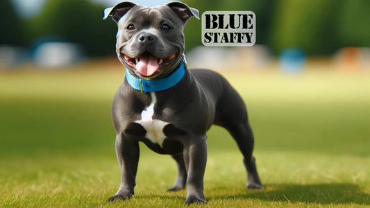 Blue Staffy - Staffordshire Bull Terrier Dog Breed Information & Expert Tips