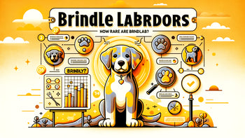 Brindle Labradors - How Rare are Brindle Labs? - Chocolate Lab